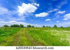 Meadow Meadow