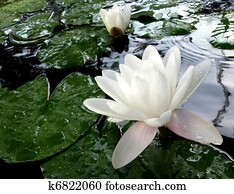Meditative white lotus