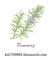 rosemary rosemary