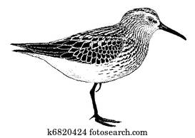 Western Sandpiper Western Sandpiper