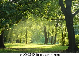 árvores, em, um, verão, floresta