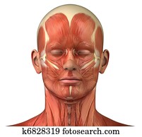 פרצופי, מערכת שרירית, אנטומיה, חזית, השקפה קדמית