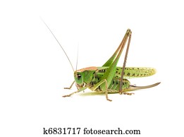 Grasshopper closeup. Side view.