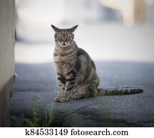 Stray Cat standing on the street Stray Cat standing on the street