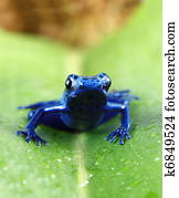 Blue Poison Dart Frog