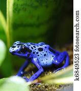 Blue Poison Dart Frog