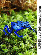 Blue Poison Dart Frog