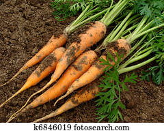 carrots