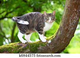 Cat Cat