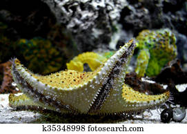 Starfish Starfish