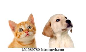 två, vacker, valpar, a, katt, och, a, hund