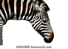 Zebra Zebra