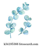 וואטארכולור, אקליפטוס, עוזב, ו, branches.