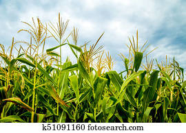 corn corn