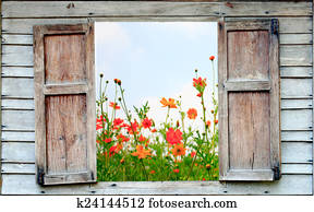 cosmos flower and old wood window cosmos flower and old wood window
