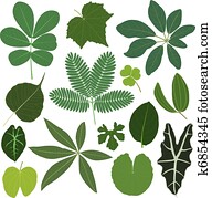 folha, folhas, planta, tropicais