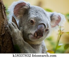 koala bear in forest koala bear in forest
