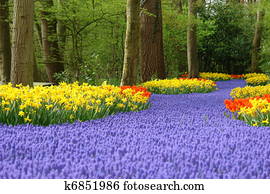 Spring flower bed in Keukenhof Spring flower bed in Keukenhof