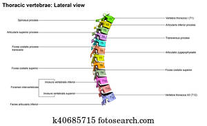 Thoracic Vertebrae Lateral view Thoracic Vertebrae Lateral view