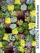 זוטה, עסיסי, צמחים