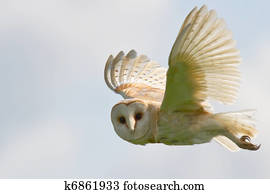 Barn Owl Barn Owl
