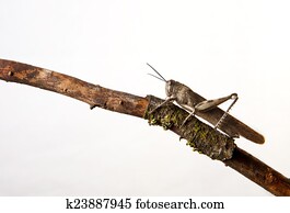 Brown grasshopper