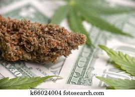 cannabis, nug, un, leaves, augšējs, amerikānis, dollars, cēlonis