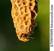 capullo, reina, bee., abeja de reina, abre, capullo, a, salida, él