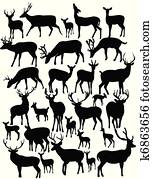 deer deer