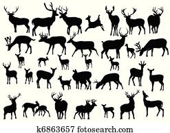 deer deer