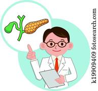 description of the pancreas 