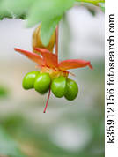 Mickey mouse tree, ochnaceae Mickey mouse tree, ochnaceae