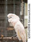 Moluccan cockatoo Cacatua moluccensis