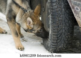 Police german shepherd searching drugs and explosive. Police german shepherd searching drugs and explosive.