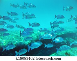 school of fish school of fish