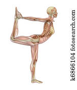 Yoga Dancer Pose - Muscle Over Skeleton