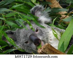 Koala Bear Photos | Our Top 1000+ Koala Bear Stock Images | Fotosearch