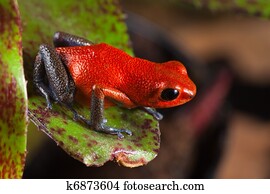 poison dart frog on leaf