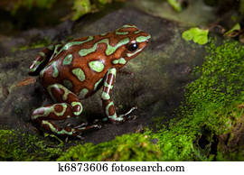 poison dart frog on leaf
