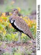 Red-crested Bustard calling to its mate while trying to hide in