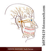 Teeth nerves Teeth nerves