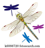Dragonfly Dragonfly