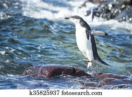 Chinstrap Penguin in the water