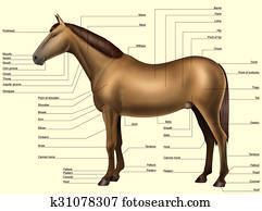 Horse anatomy - Body parts