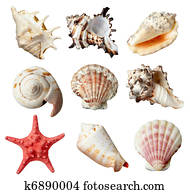 seashel sea life marine