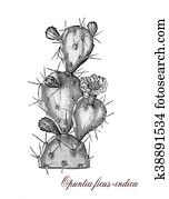 Opuntia ficus indica, botanical vintage engraving Opuntia ficus indica, botanical vintage engraving