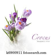 spring flowers spring flowers