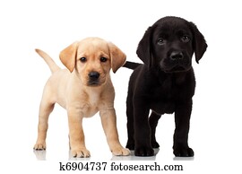 two cute labrador puppies two cute labrador puppies