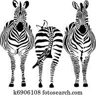 zebras