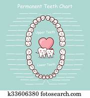 שן תמידית, שרטט, הקלט